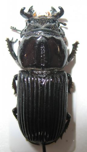 Réf. 243 142 : Nigidius lamottei
